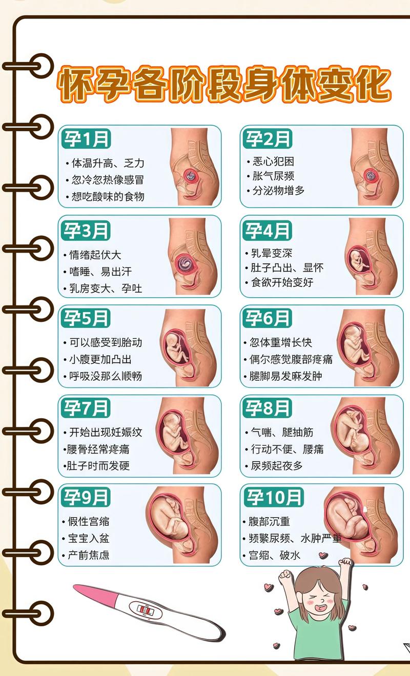 揭秘供卵代孕妈妈怀孕小腹分两节，孕期变化的奥秘安阳代生机构: